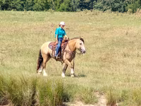 Horse (M), Gypsy horse — photo 8
