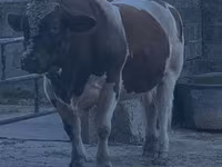 Banteng, Men-Anjou — foto 4