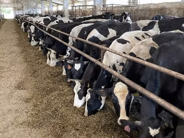 Sapi, Yaroslavl cattle