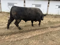 Banteng, Aberdeen-Angus — foto 1