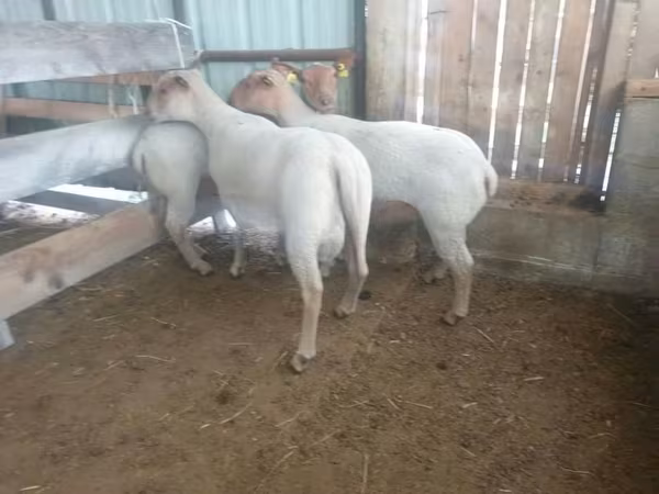 Domba betina, Baerchuke sheep