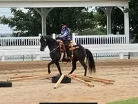 Kuda betina, Rocky Mountain Horse — foto 7