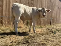 Banteng, Cast cow — foto 6