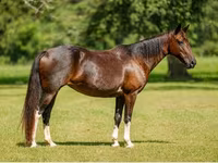 Jument, American paint horse — photo 8