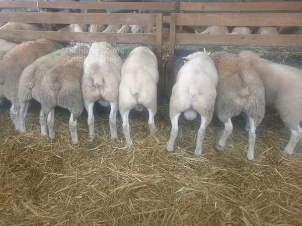 Domba betina, Baerchuke sheep