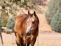 Cheval, Quarter Horse — photo 4