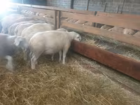 雌羊, Baerchuke sheep — 写真 2