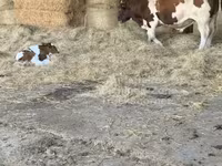 Banteng, Men-Anjou — foto 3