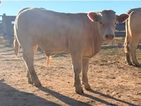雄牛, Charolais cattle — 写真 5