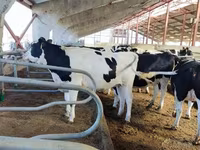 Sapi, Ayrshire — foto 6
