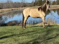 Hengst, Rocky Mountain Horse — Foto 2