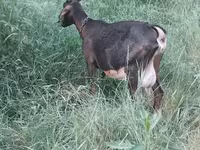 Kambing betina, Nubian Goat — foto 4
