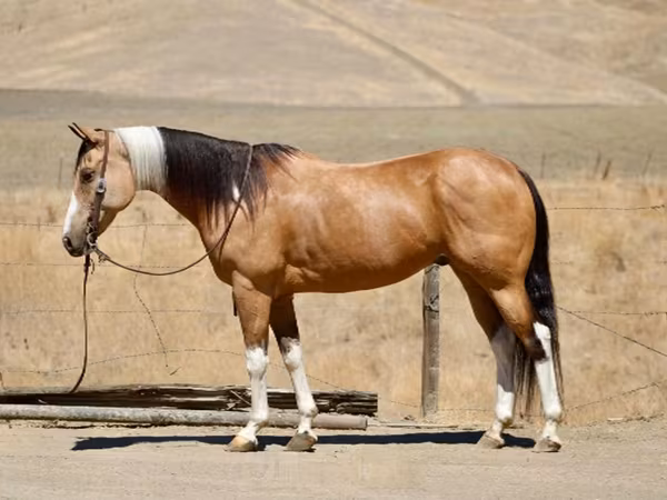 Jument, Quarter Horse