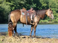 घोड़ा, Quarter Horse — फ़ोटो 6