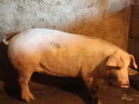 Babi betina, Ландрас — foto 1