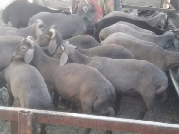Ram, Arabi sheep