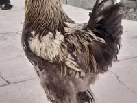 Brahma — Foto 6