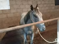 Cheval, Horse breed — photo 2
