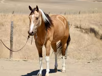 Jument, Quarter Horse — photo 4