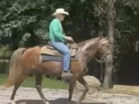 घोड़ा, Rocky Mountain Horse — फ़ोटो 6