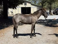 Jument, Rocky Mountain Horse — photo 5
