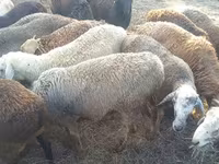 Carnero, Romanov sheep — foto 5
