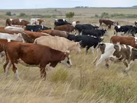 Taureau, Simmental cattle — photo 3