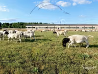 Ram, Dorper sheep — photo 2