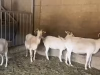 Kambing betina, Pomellata goat — foto 5