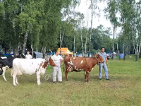 Sapi, Ayrshire — foto 7