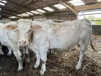 Sapi, Charolais cattle — foto 2
