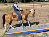 Jument, Quarter Horse — photo 6