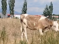 Sapi, Red Estonian cattle — foto 1