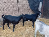 Cabro, Saanen goat — foto 1