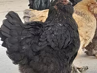 Brahma — Foto 3