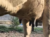 गाय, Swiss cattle — फ़ोटो 7
