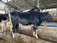 Kuh, Holstein-Rasse — Foto 2