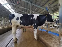 Sapi, Holstein breed — foto 4