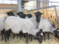 Widder, Precoce sheep — Foto 5