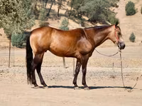 Cheval, Quarter Horse — photo 7