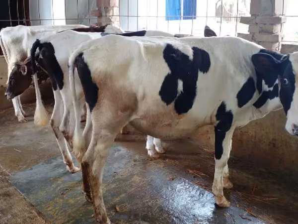 Vache, Race Holstein