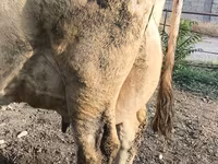 गाय, Swiss cattle — फ़ोटो 2
