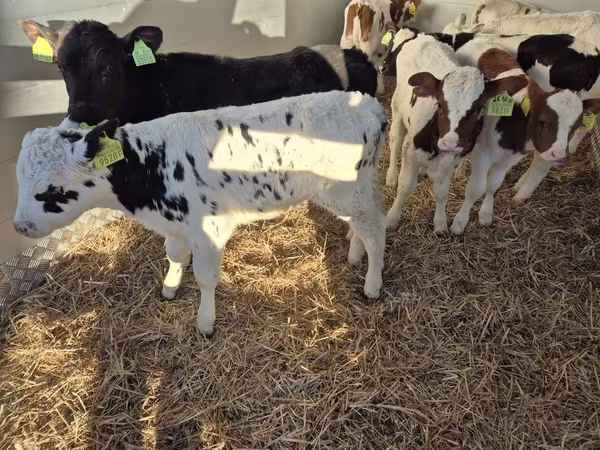 Banteng, Limousin cow