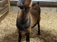 Kambing jantan, Alpine goat — foto 1