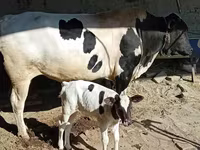 Banteng, Aberdeen-Angus — foto 1