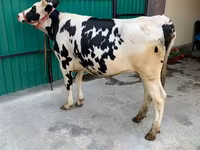 Sapi, Holstein breed — foto 3