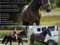 Stute, Przewalski's horse — Foto 1