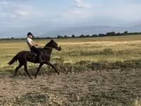 حصان, French Trotter — الصورة 3