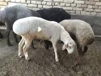 Ram, Sheep — photo 4