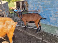 雌ヤギ, Alpine goat — 写真 1